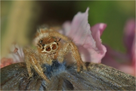 <p>SKÁKAVKA CÍSAŘSKÁ (Thyene imperialis) Řecko - Kréta</p>